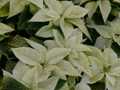 White poinsettia